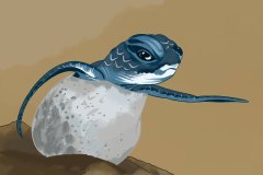1_Turtle-web